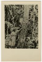 "Gathering rubber in the interior of the country"